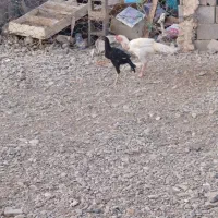 مرغ بلوچی ۶عدد خروس 1عددماکیان ۱عددگوچ