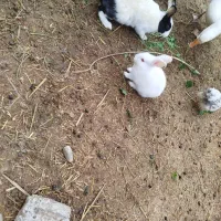 خرگوشی|موش و خرگوش|امیدیه, |دیوار