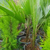 پالم واشنگتن خوشگل وسرحال