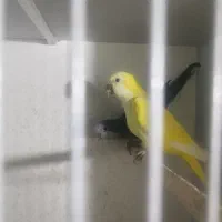 راهب زرد نر تک|پرنده|قائمشهر, |دیوار