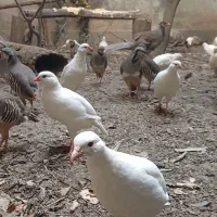 بلدرچین درشت