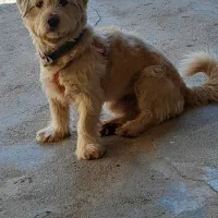 سگ شیتزو|سگ|بشاریات, |دیوار