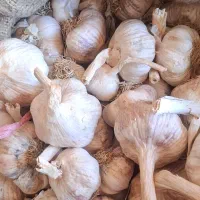 سیر گرگان درجه یک