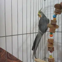 معاوضه عروس هلندی با مرغ|پرنده|آبیک, |دیوار