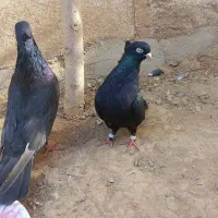 کبوتر صرب یا زاغ ابادانی