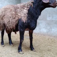 بره نر چاق پرگوشت پرواری درجه یک|حیوانات مزرعه|ملایر, |دیوار