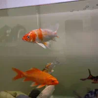 ماهی کوی نژاد دار وارداتی|ماهی|کرج, فاز ۳ مهرشهر|دیوار