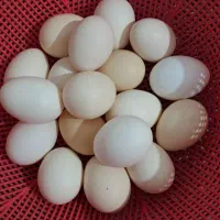 تخم مرغ محلی
