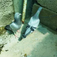 پرنده.مرغ عشق وکبوتر.لنده