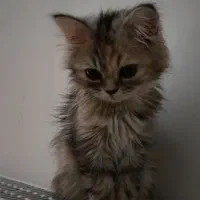 گربه|گربه|کرمانشاه, |دیوار