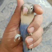 کوتوله برزیلی ماده