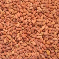 بادام زمینی ترد خوشمزه هم عمده هم خرده