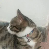 واگذاری رایگان گربه|گربه|هشتگرد, هشتگرد قدیم|دیوار