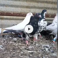 دسته چهل عددی شهری بهبهانی|پرنده|شیراز, رحمت‌آباد|دیوار