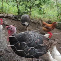 فروش خروس و بوقلمون ارگانیک|حیوانات مزرعه|کلاچای, |دیوار