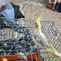 جوجه عروس هلندی