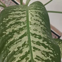 دیفن باخلیای نژاد پهن برگ|گل و گیاه طبیعی|قروه, |دیوار