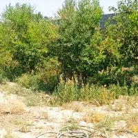 تعداد70عدد کبوتر پرشی خال قشنگ