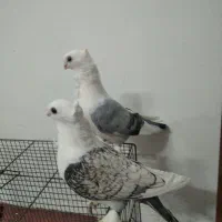 یک جفت کبوتر بلژیکی نرو ماده