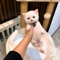 چشم قشنگا