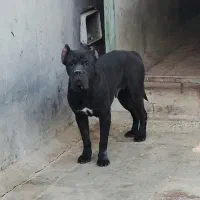 سگ ماستیف