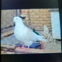 کبوتر پرشی|پرنده|هشتگرد, شهرک ولیعصر (مصلی)|دیوار