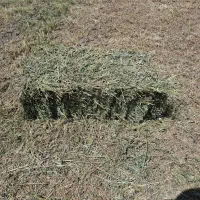 یونجه درجه یک|حیوانات مزرعه|سراب, |دیوار