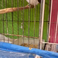 قناری سفید ماده