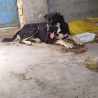 سگ گمشده