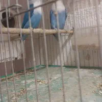 برزیلی عروس فنچ