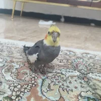 مژدگانی عروس هلندی گم شده