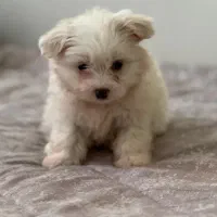 واگذاری سگ شیتزو