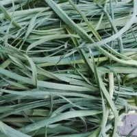 سیر موک محلی