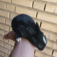 بچه خرگوش