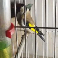 سهره مست|پرنده|فولادشهر, فولادشهر|دیوار