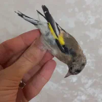 جوجه سهره نشوندار