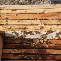 فروش عسل شان به صورت عمده و خرده..|خوردنی و آشامیدنی|مشگین شهر, |دیوار