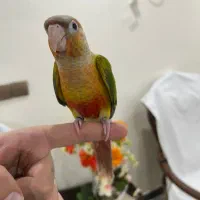 طوطی گرینچیک رام و دستی و سخنگو