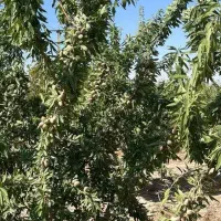 تولید نهال بادام فرانیس دیرگل