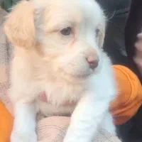 واگذاری سگ شیتزو مالتیز