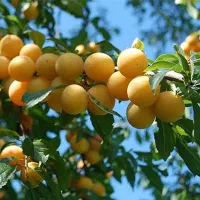 تولید نهال آلو زرد خورشتی