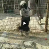 واگذاری سگ پاکوتاه نگهبان صفت صفت