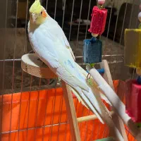 عروس هلندی سخنگو