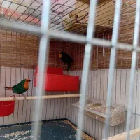 فنچ طوطی وار