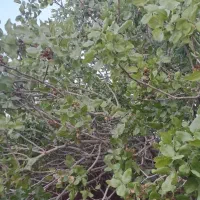 زمین خوش قواره دو سر کوچه مناسب باغ دیلم