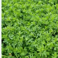 یونجه درجه یک