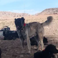 سگ سرابی