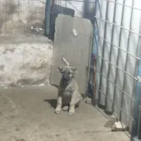 واگذاری توله سرابی|سگ|مشهد, کوی پلیس|دیوار