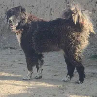 قدرجانی اصیل
