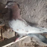 کبوتر بزن
